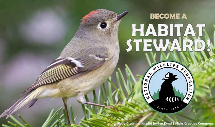 Become a Habitat Steward, ruby-crowned kinglet bird by Fyn Kynd, flickr creative commons