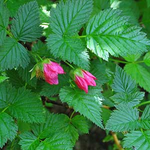a photo of a salmonberry plant with pink flowers