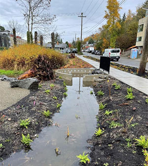 Coho dying from pollution